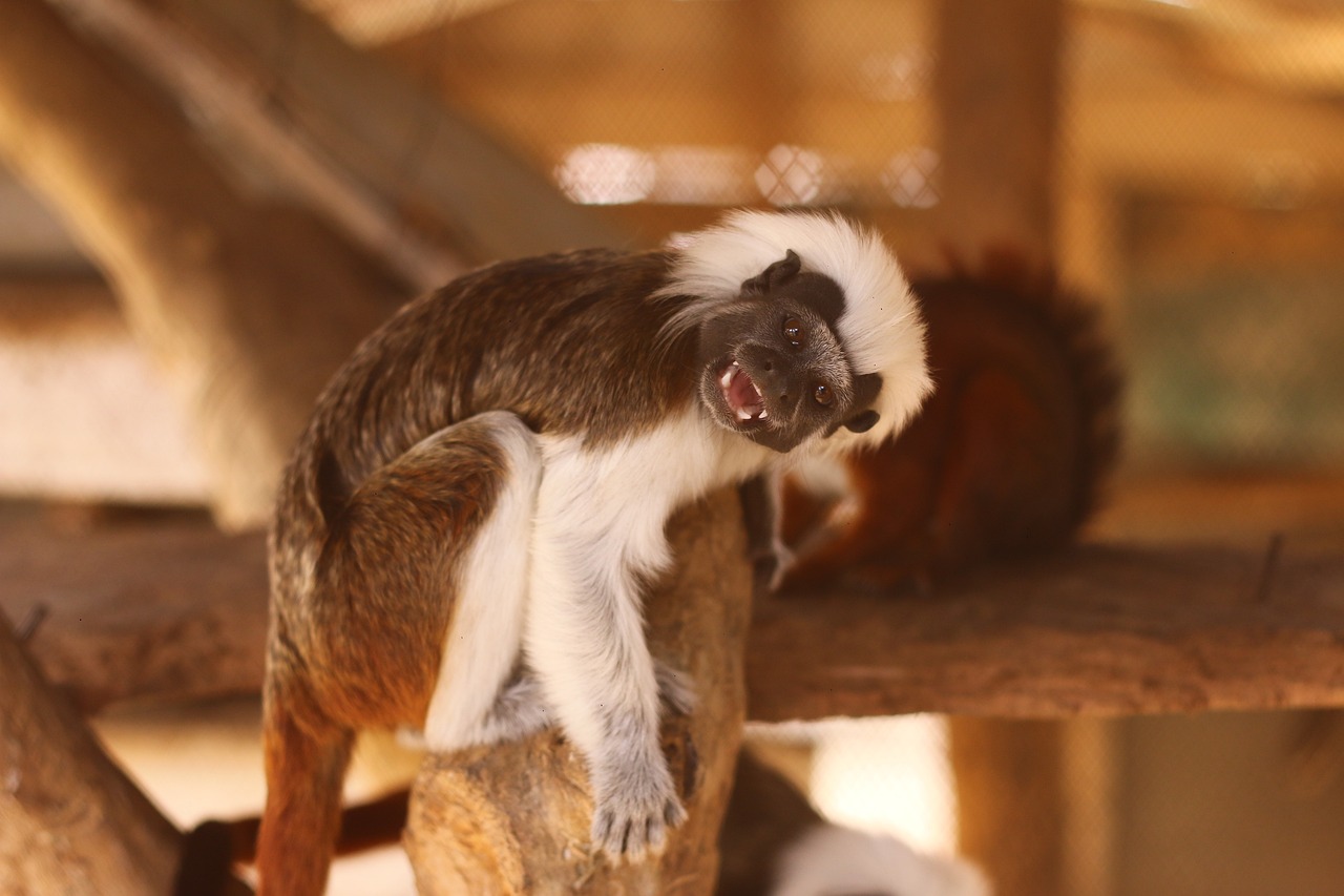 Parque hundido: 5 actividades imperdibles para disfrutar en el parque 3 parque hundido