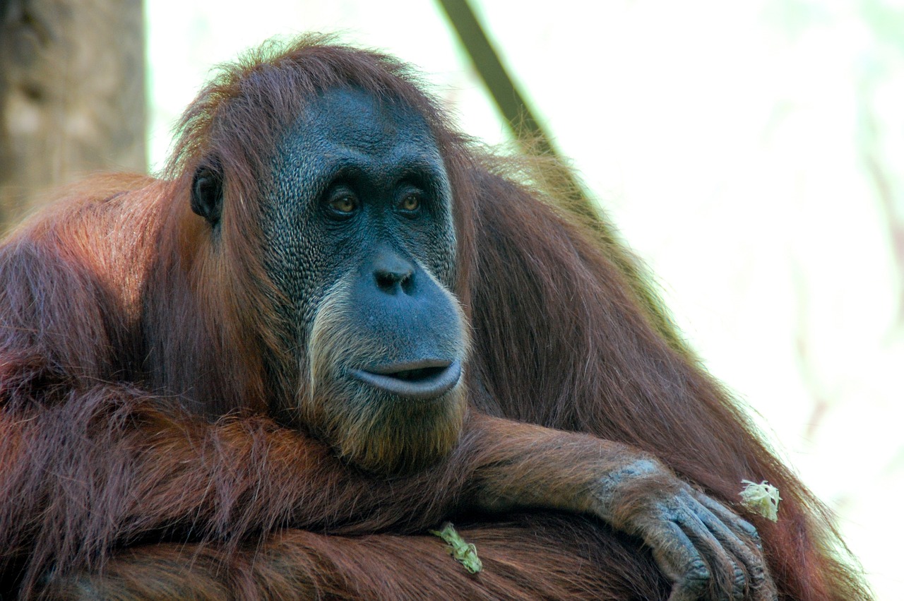 Pastilla del día después precio: 5 datos que debes conocer 1 pastilla del día después precio