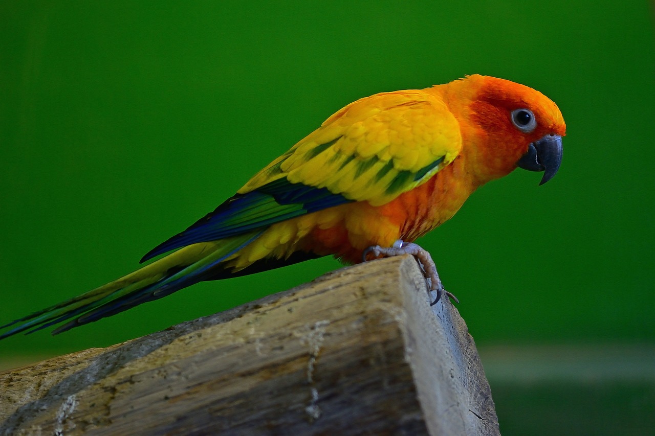 perico droga