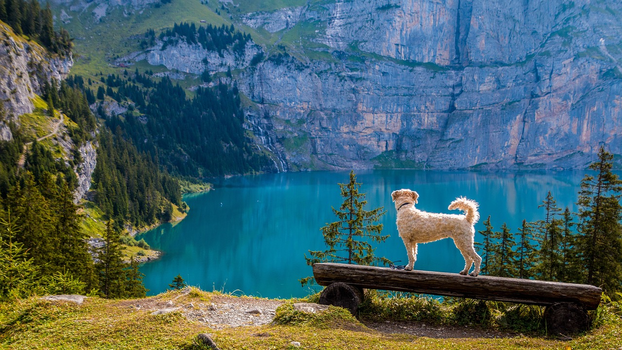 Perro animado: 7 razones para amar a tu fiel compañero 3 perro animado