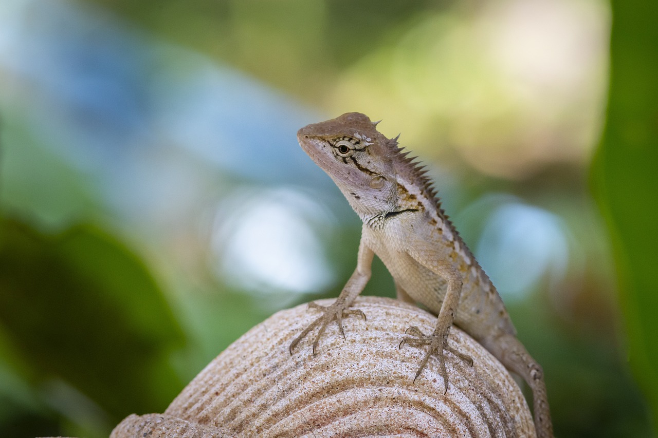 Pitiriasis versicolor: 5 claves para tratarla efectivamente 1 pitiriasis versicolor