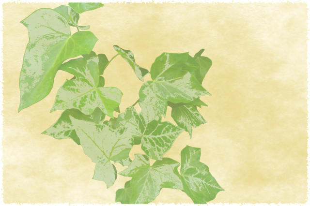 Poison ivy: 7 formas de prevenir el contacto y aliviar los síntomas 2 poison ivy