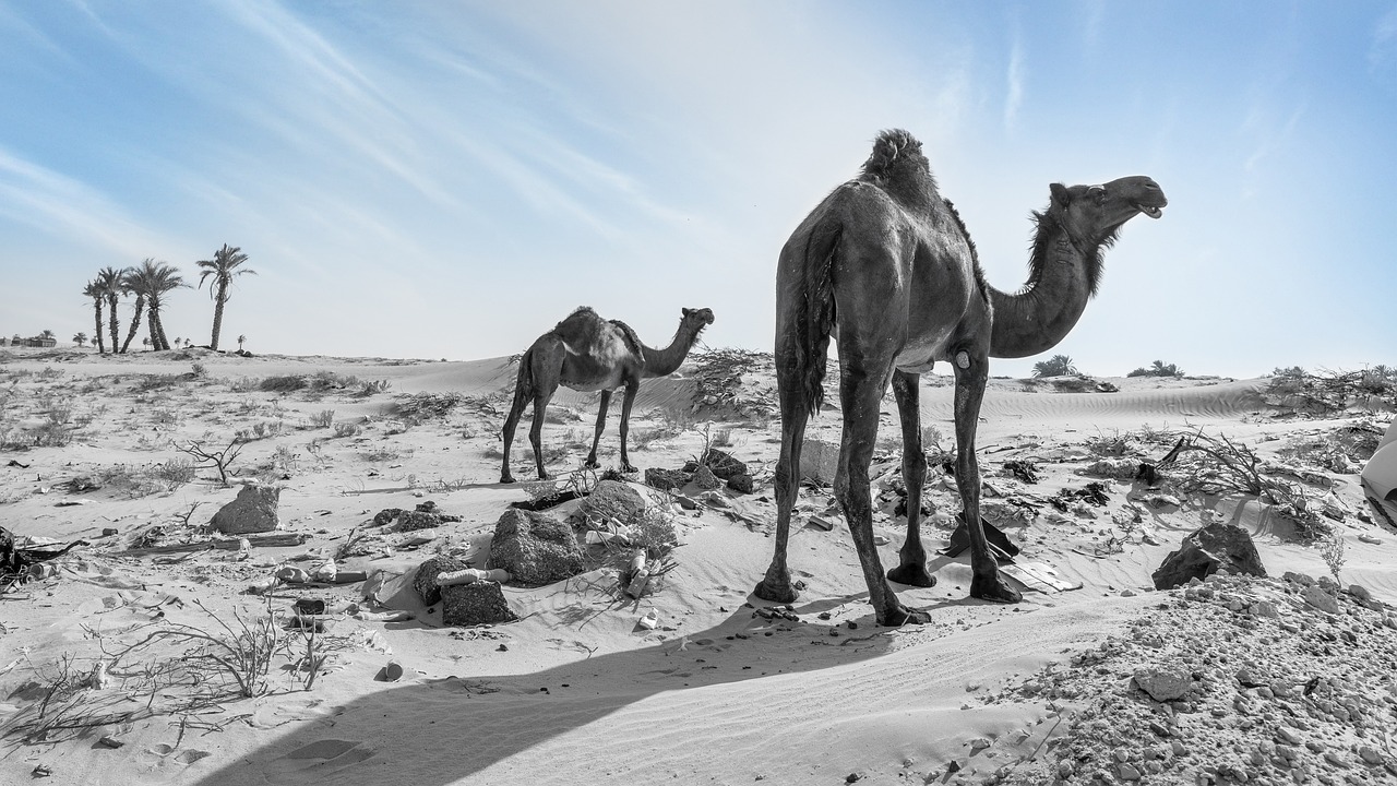 primera división de arabia saudita