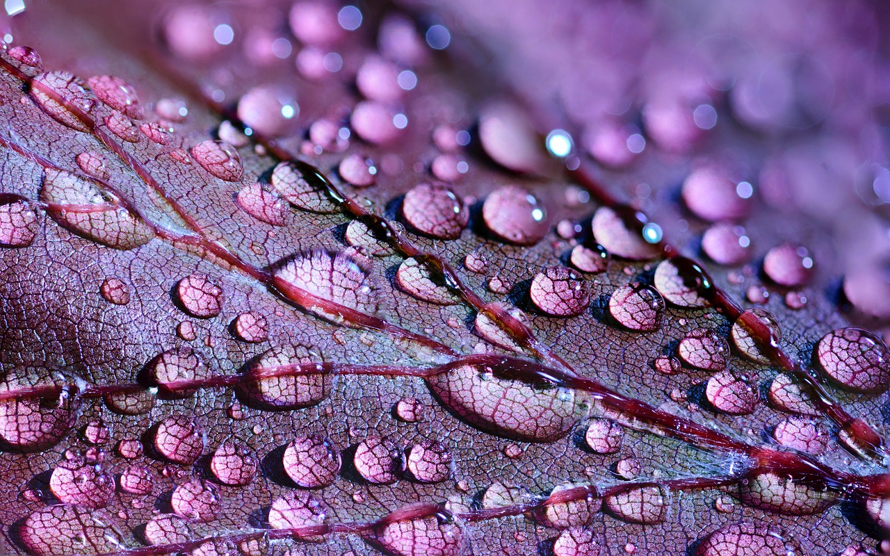 purple hearts