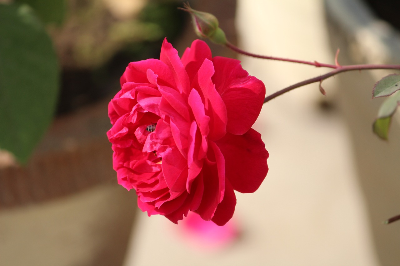 La rosa salvaje: 5 datos fascinantes sobre su belleza y cuidado 1 rosa salvaje