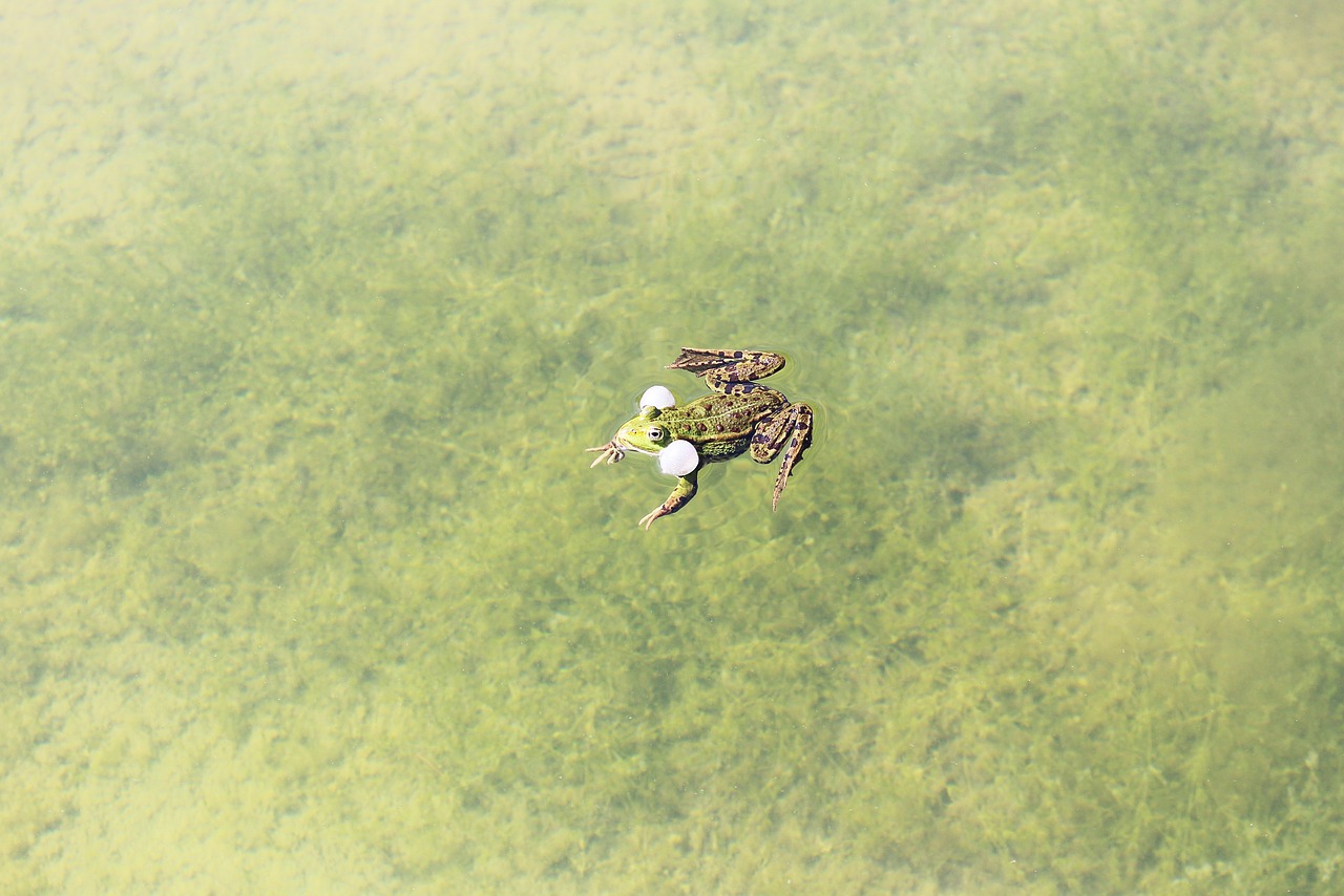 Sac: 5 pasos clave para optimizar tu contenido digital 4 sac