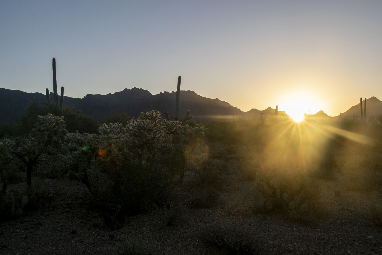 saguaro mujer
