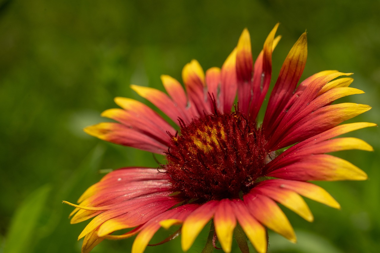 Tatiana flores futbolista: 5 claves de su éxito en el campo 1 tatiana flores futbolista