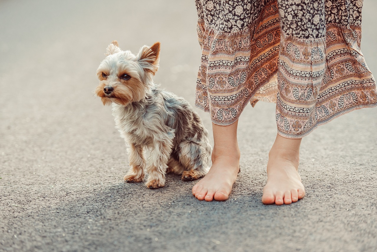 terrier