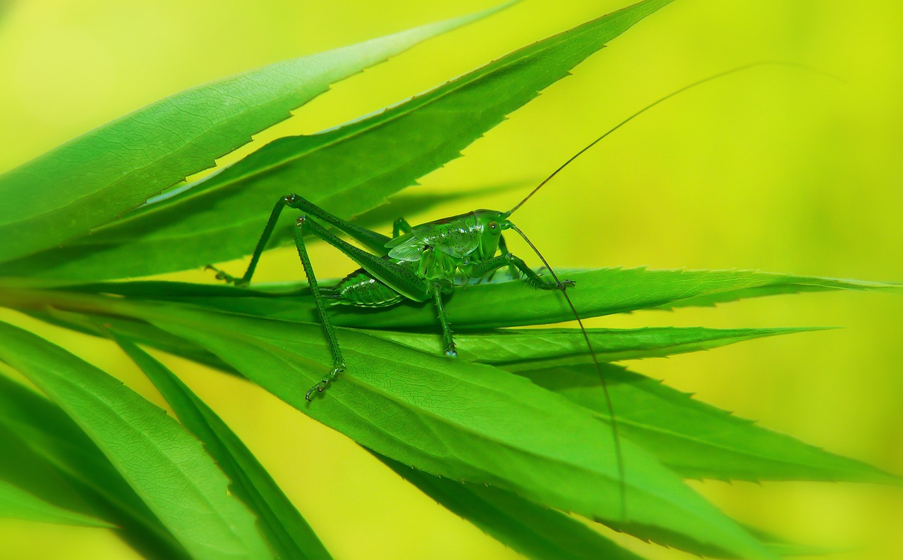 Tom Glynn-Carney: 5 razones para seguir su carrera actoral 1 tom glynn-carney