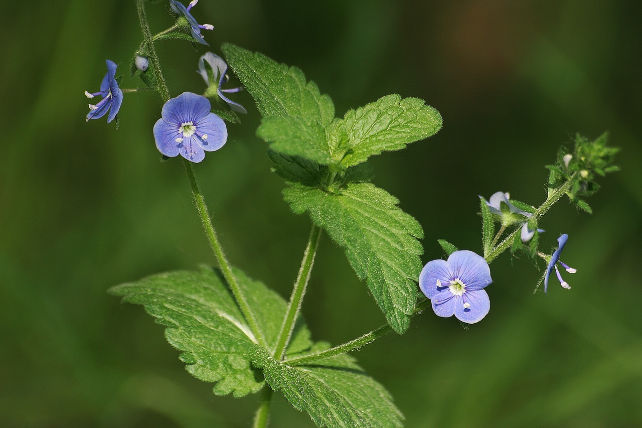 Veronica: 5 beneficios de cultivar una veronica en tu jardín 4 veronica