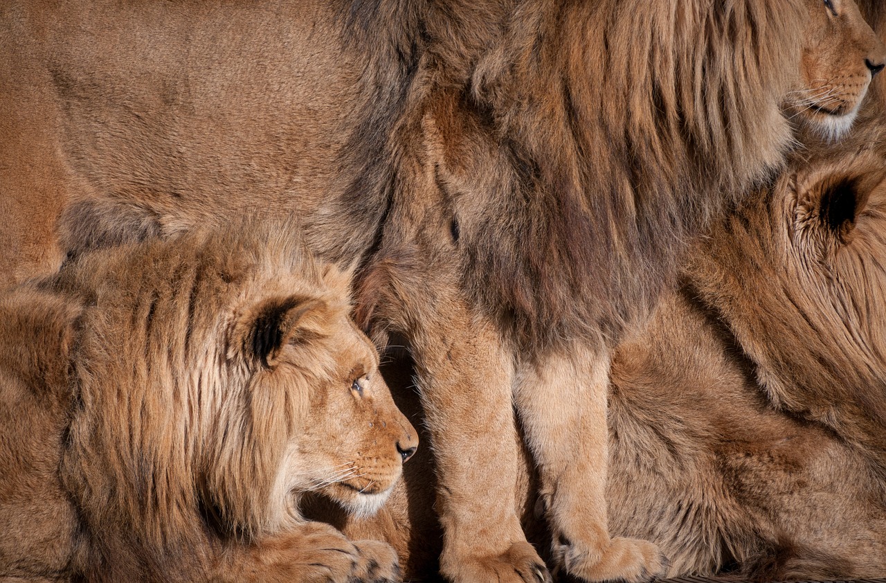 Zoo: 5 animales fascinantes que debes conocer en tu visita 3 zoo