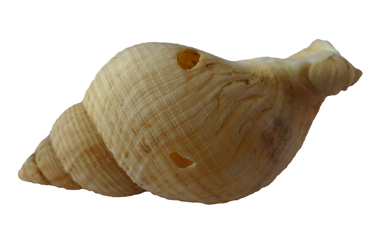 almeja chiluda