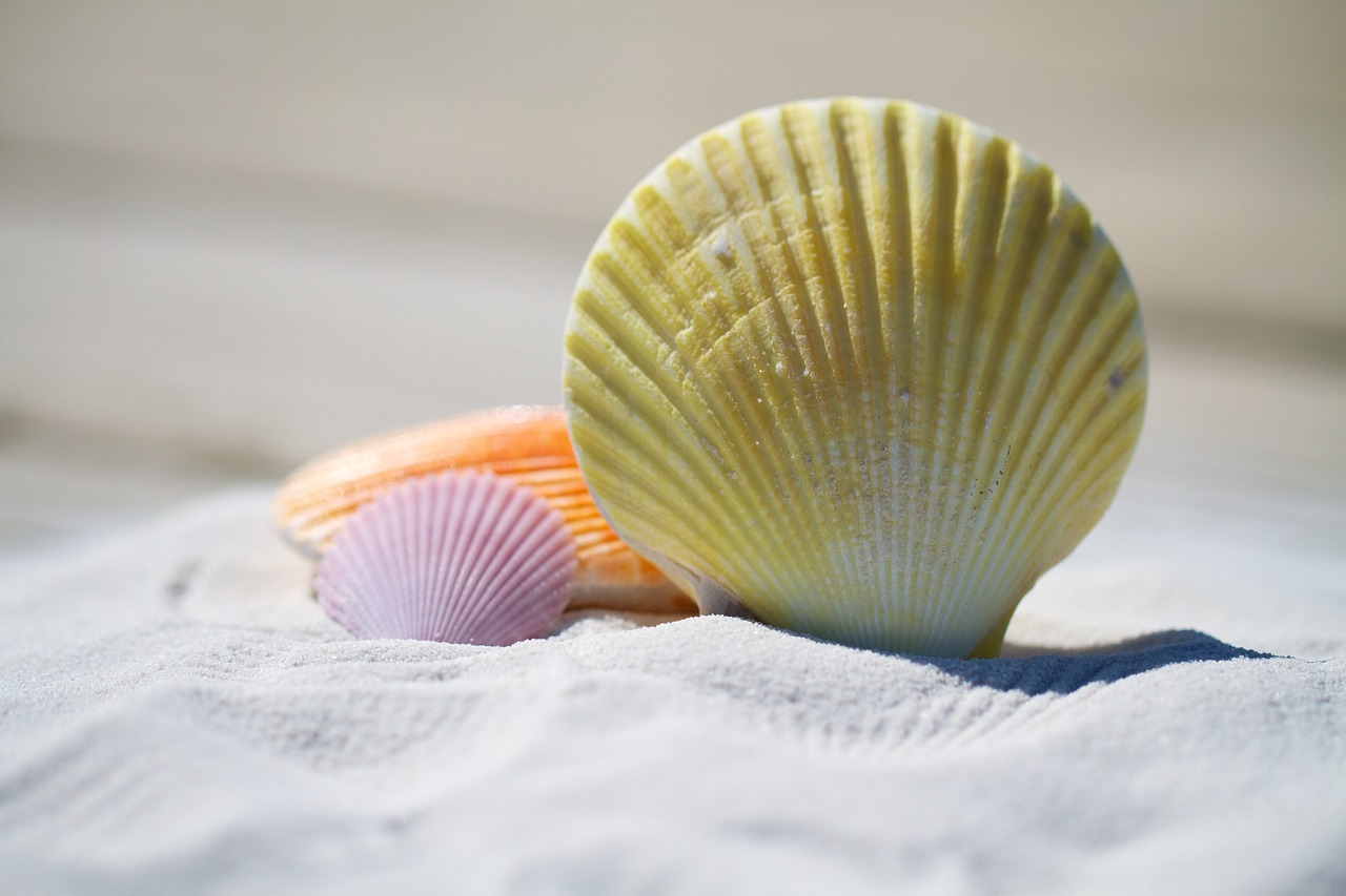 Beach: 5 actividades divertidas para disfrutar al máximo tu verano 3 beach