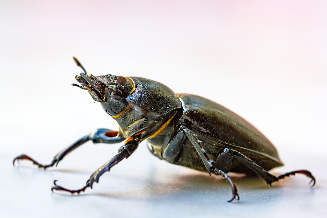 Beetle: 5 secretos para cuidar y mantener tu beetle en óptimas condiciones 5 beetle