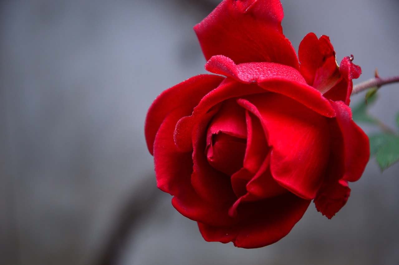 Bloom: 5 pasos para cultivar un jardín urbano exitoso 5 bloom