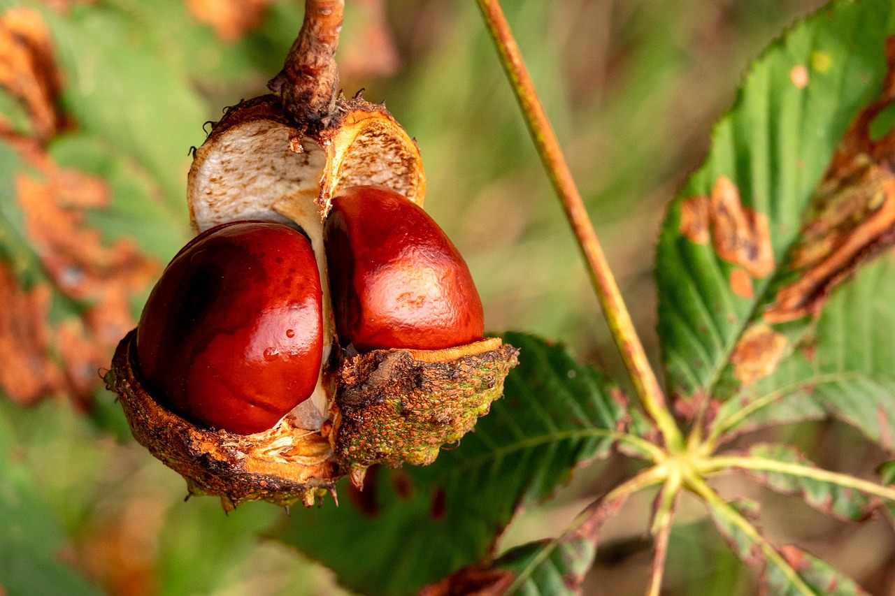 Castaño oscuro: 5 tips para cuidar tu cabello en casa 3 castaño oscuro