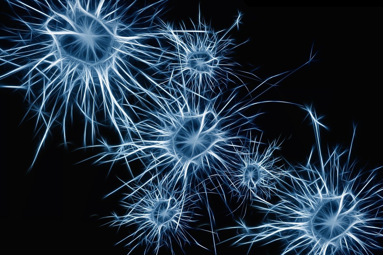 cerebro animado