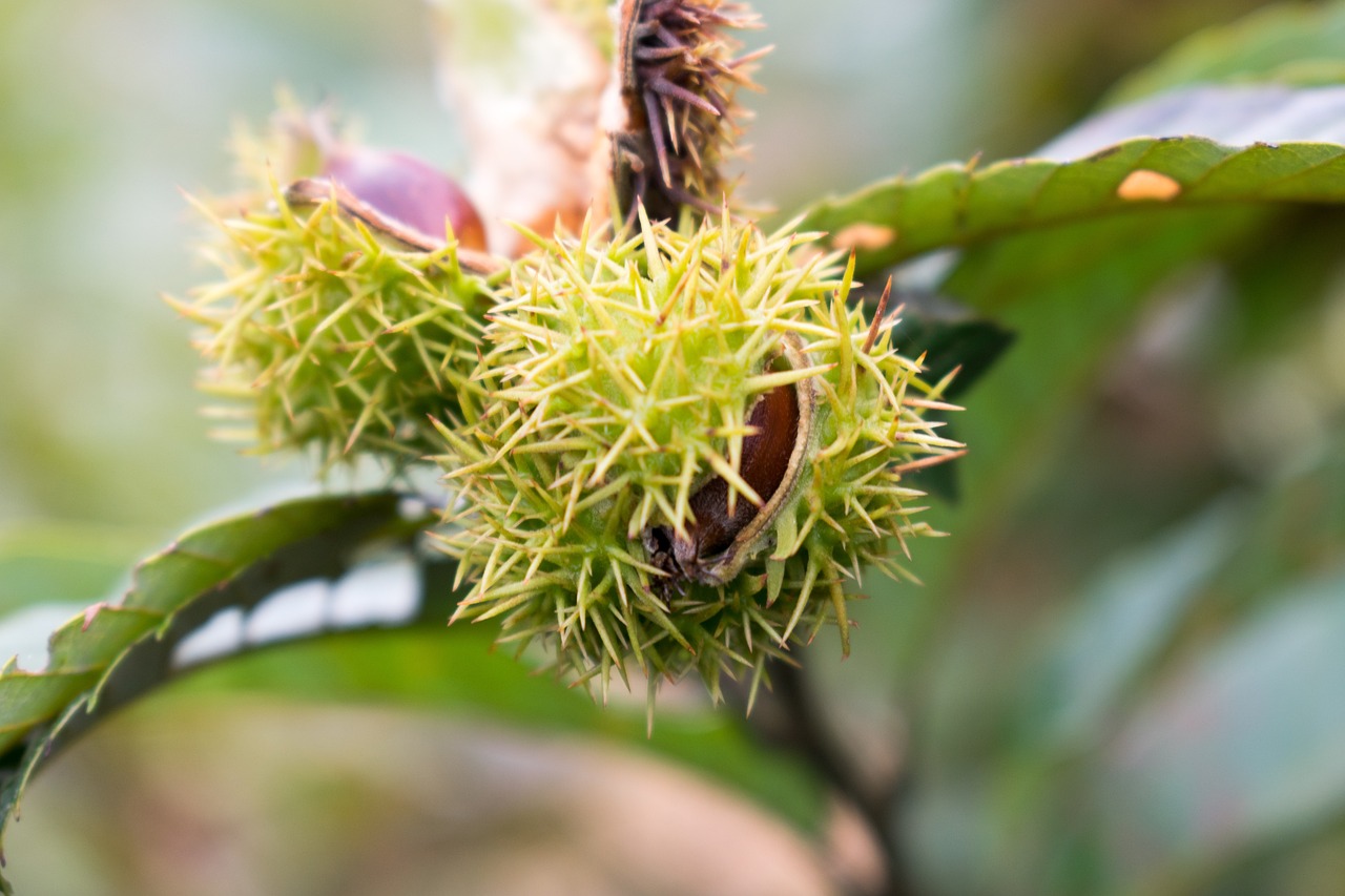Chestnut: 5 formas creativas de usar la castaña en recetas 4 chestnut