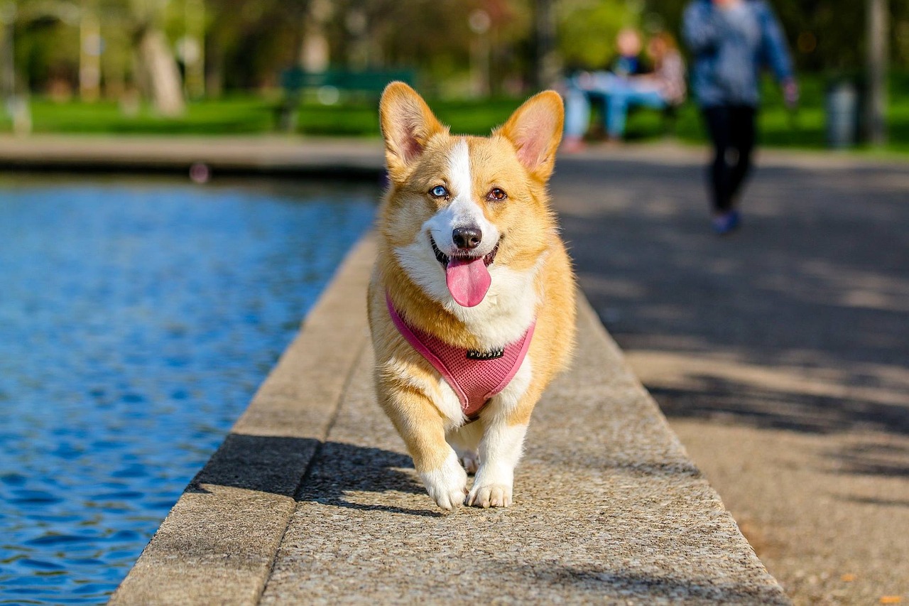 corgi perro