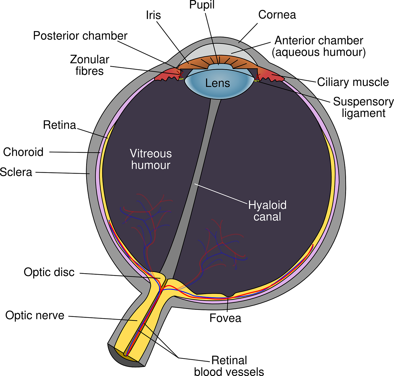 Córnea: 7 datos esenciales sobre su salud y cuidados 4 cornea