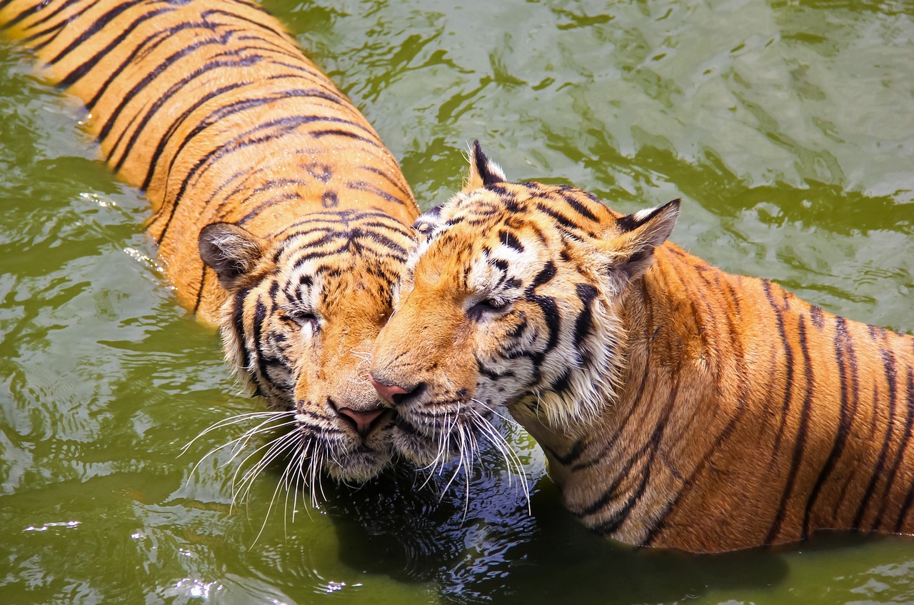 ¿Cuándo juega Tigres? 5 datos que debes saber sobre su próximo partido 3 cuándo juega tigres