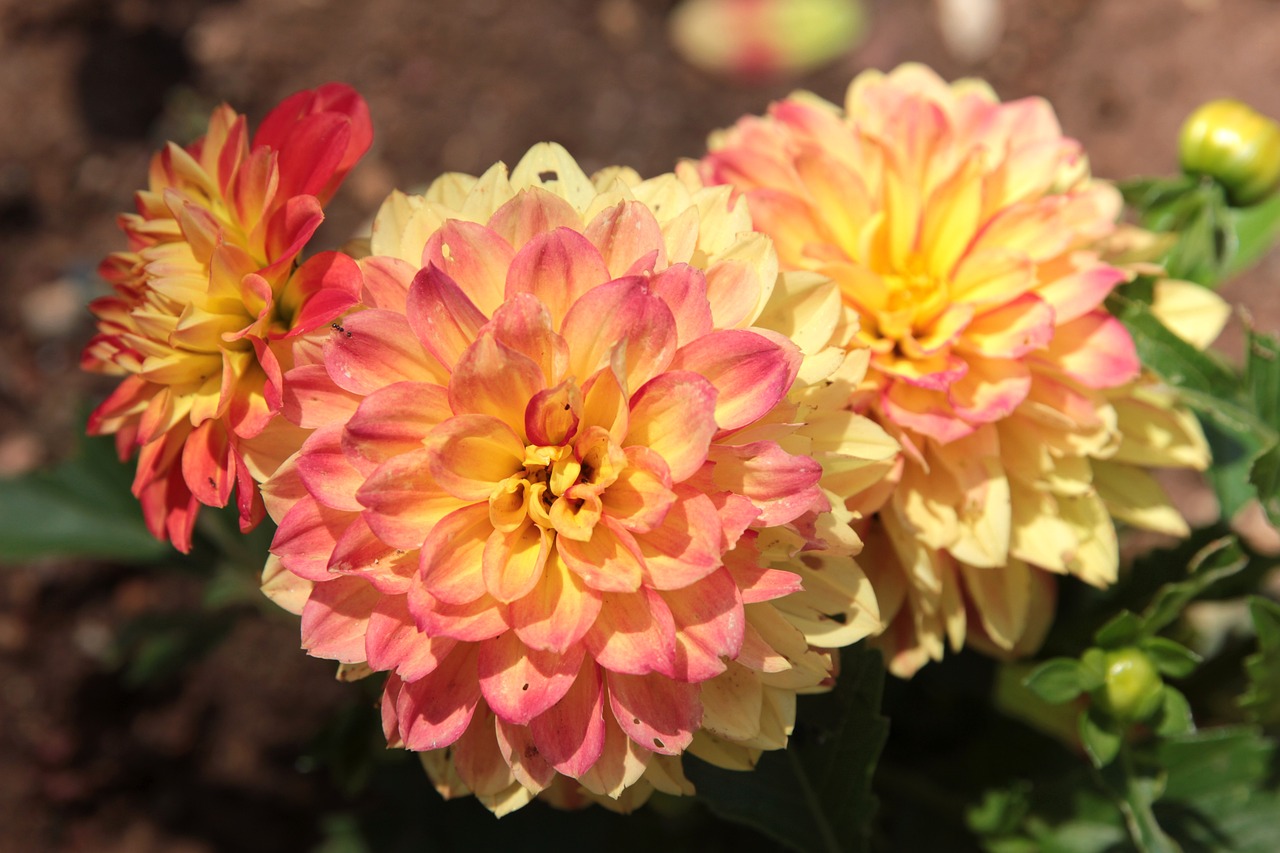 dalias