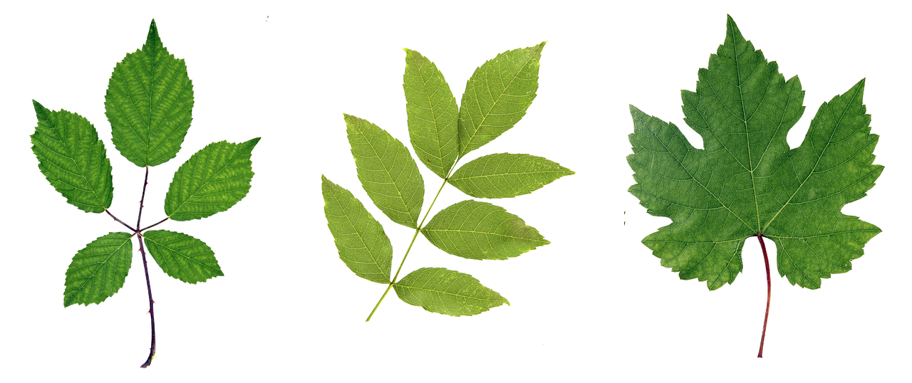 eco