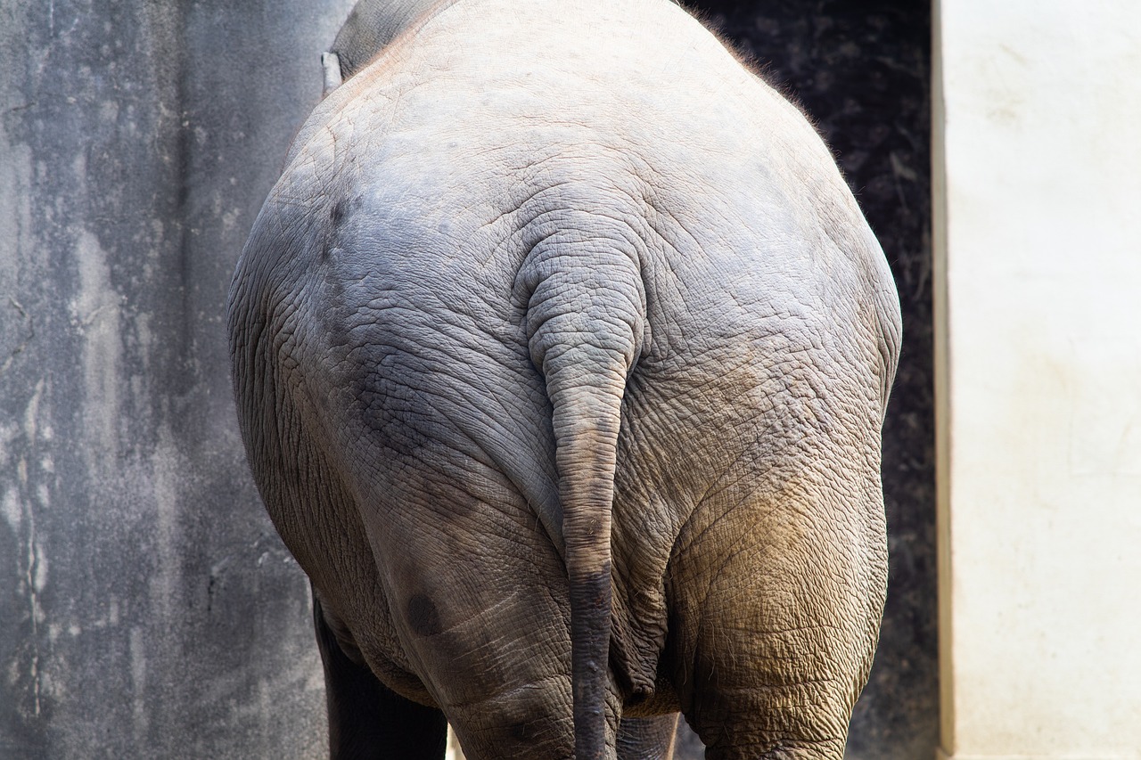 elefante animado