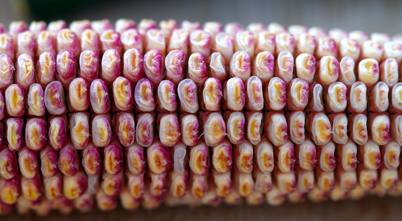 Elotes: 5 recetas irresistibles para disfrutar en casa 4 elotes