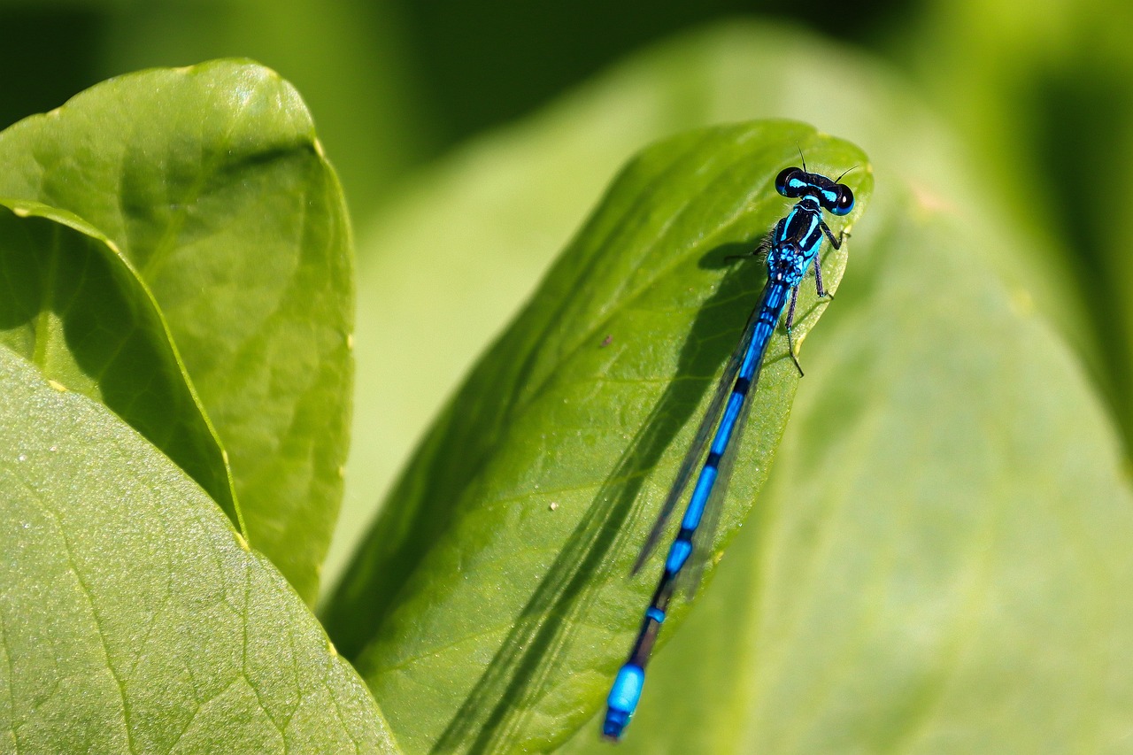 enjuague bucal con clorhexidina