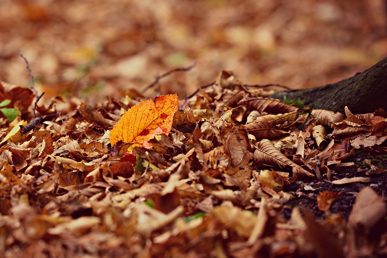 fallen leaves