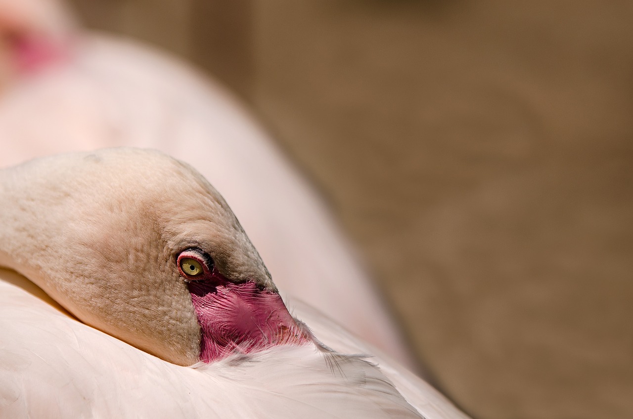 Flamingo: 7 curiosidades fascinantes sobre estos majestuosos pájaros 4 flamingo