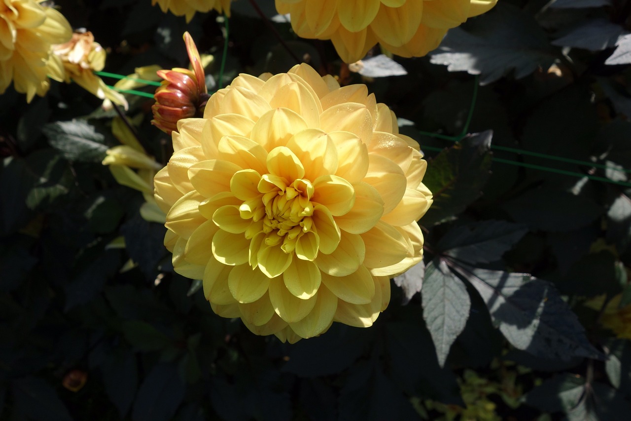 Flor animada: 5 pasos para cuidar tu planta favorita 3 flor animada