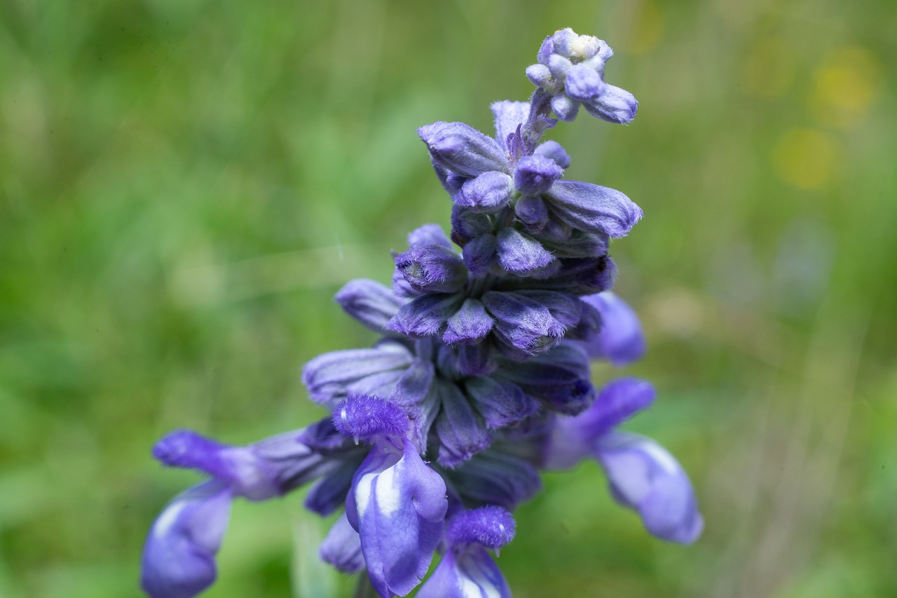 Flores azules: 5 cuidados esenciales para mantenerlas bellas 4 flores azules