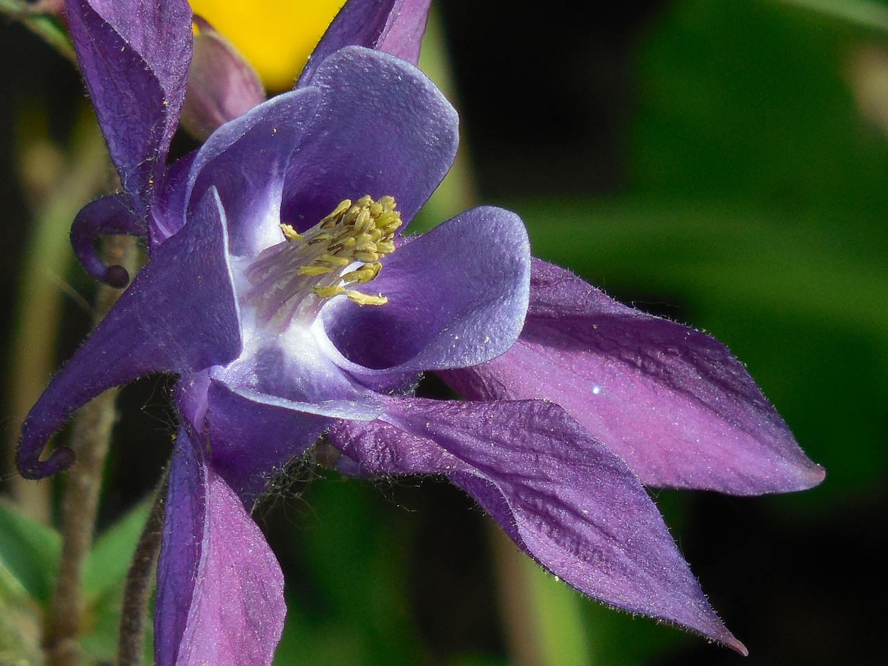 flores de cempasúchil