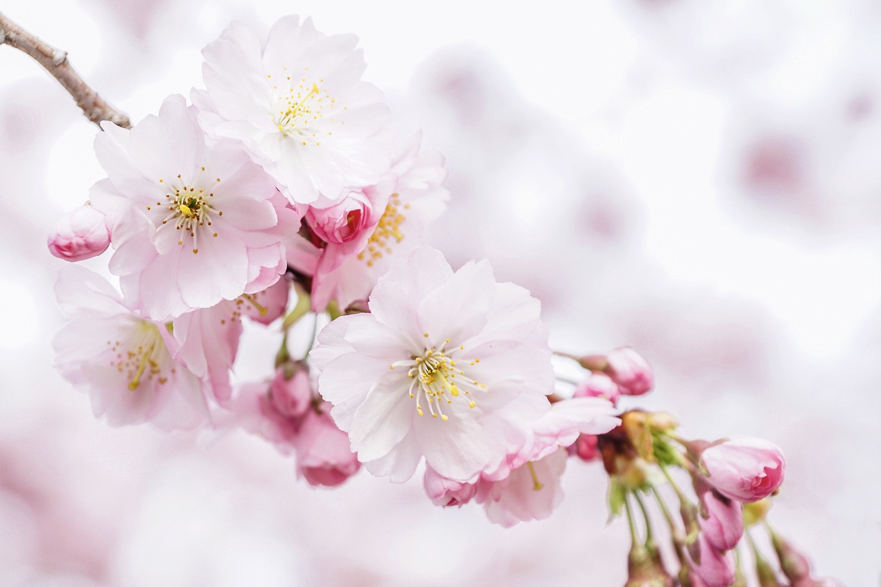 Fondo rosa pastel: 5 ideas creativas para decorar tu habitación 4 fondo rosa pastel