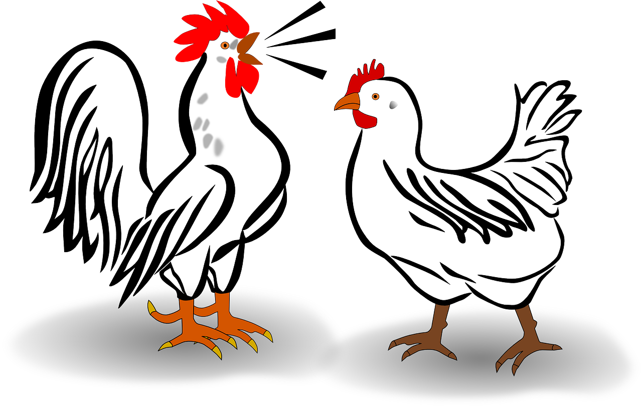 gallina animada