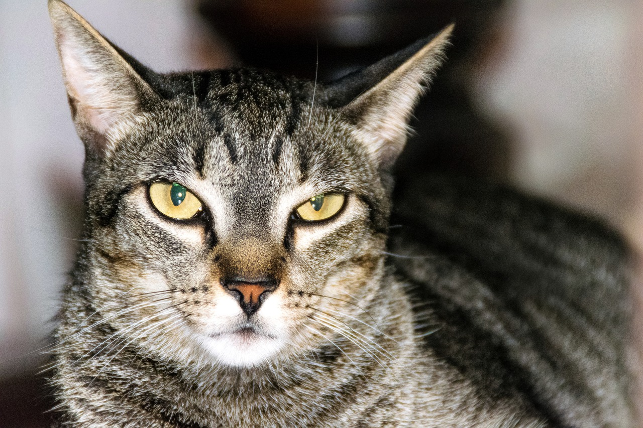 gata cattana
