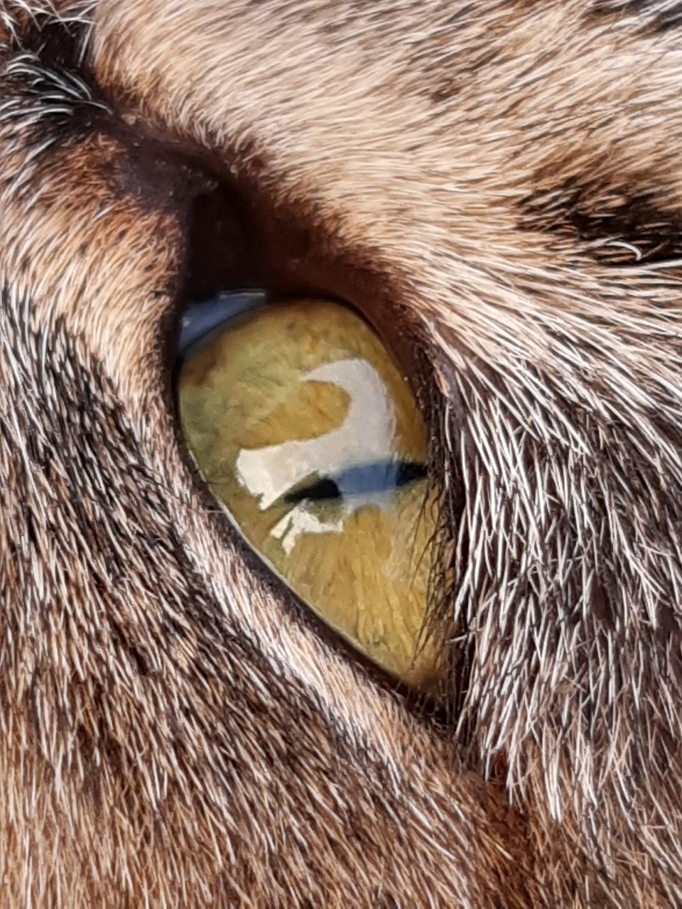 gatitos