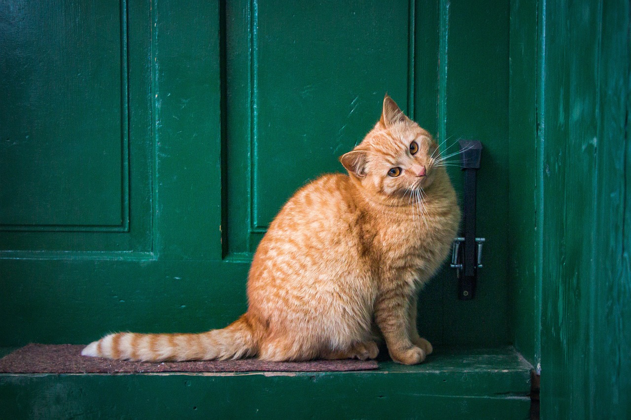 gato egipcio