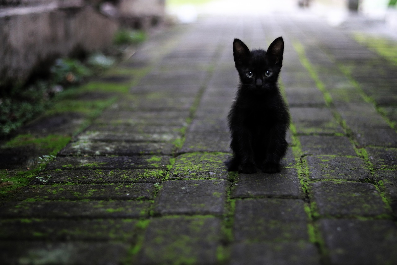 gato esfinge