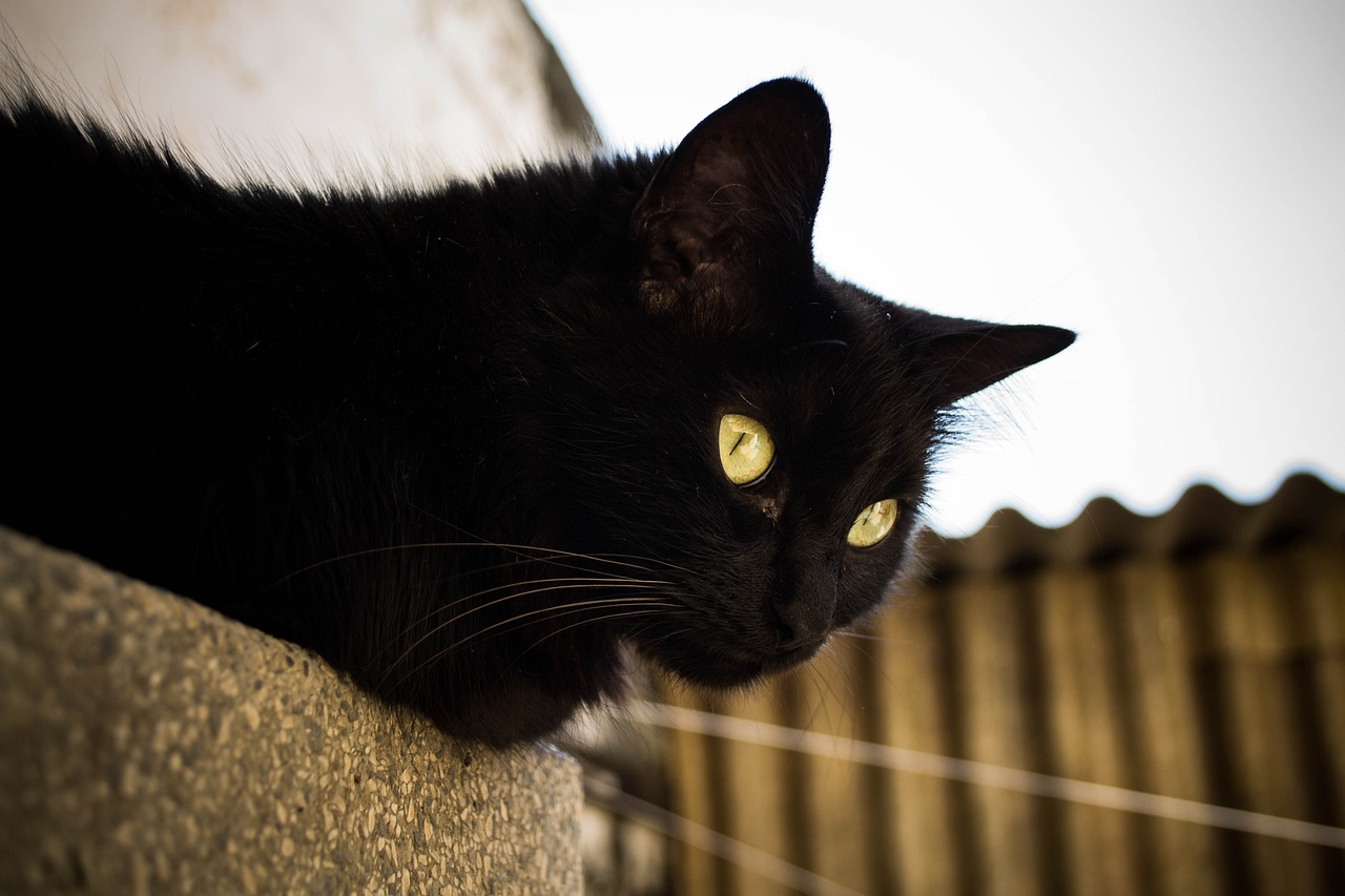 gato gris