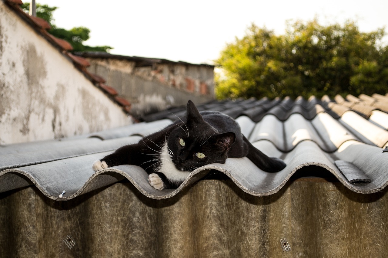 Gato sin pelo: 5 cuidados esenciales que debes conocer 5 gato sin pelo