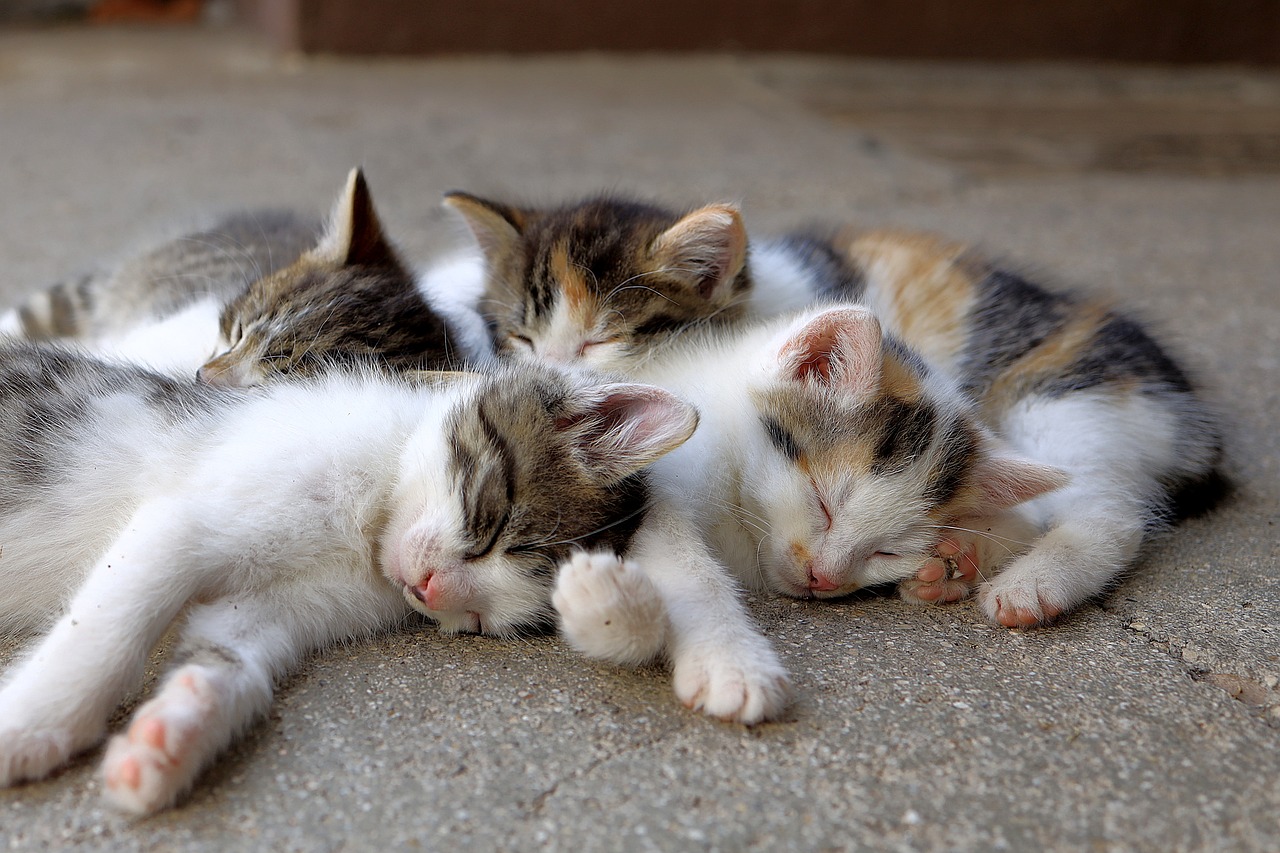 gatos persas
