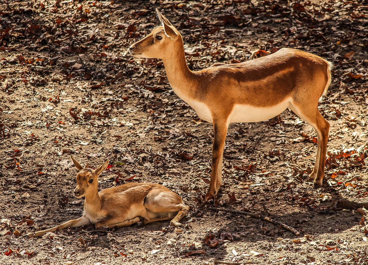 gazelle indoor