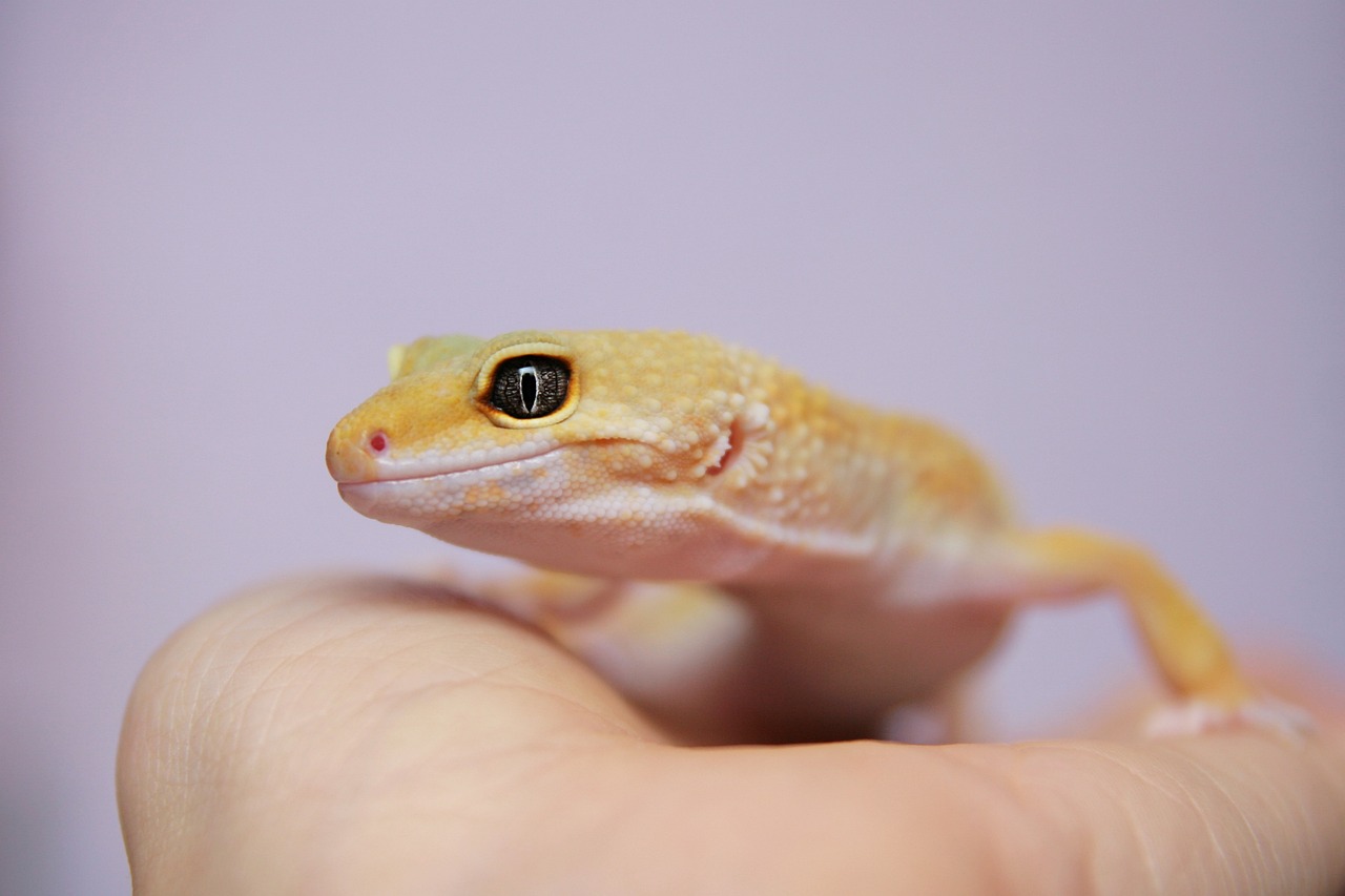 Gecko leopardo: 5 cuidados esenciales para su bienestar 4 gecko leopardo