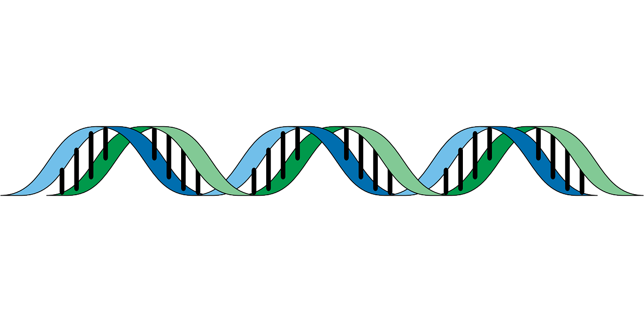 Genotipo: 5 claves para entender la herencia genética 4 genotipo