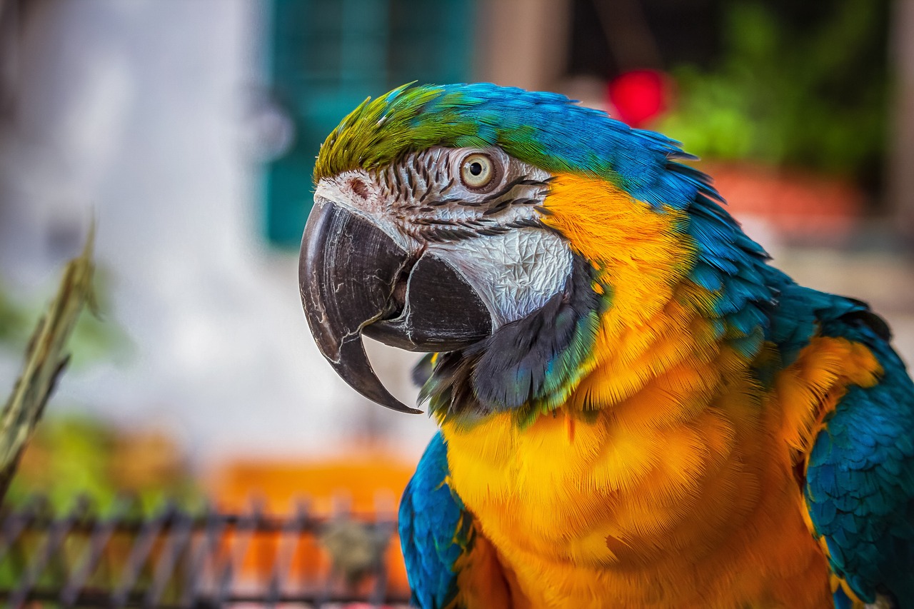 guacamayo