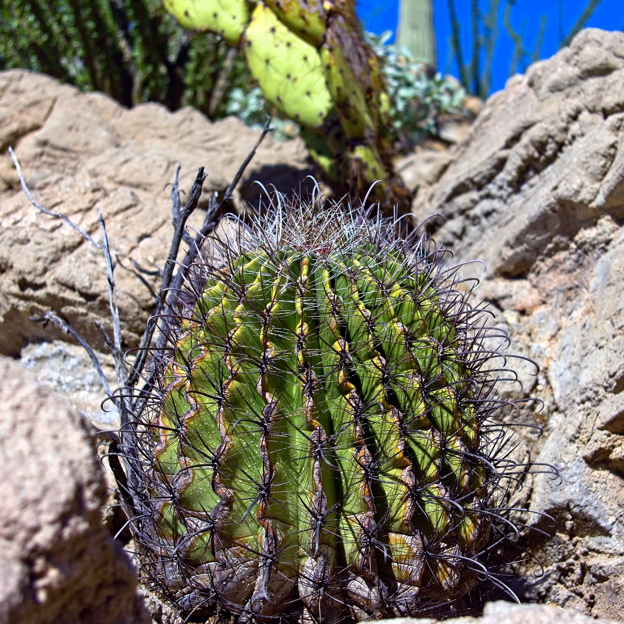 Hermosillo Sonora: 5 lugares imperdibles para visitar en la ciudad 1 hermosillo sonora